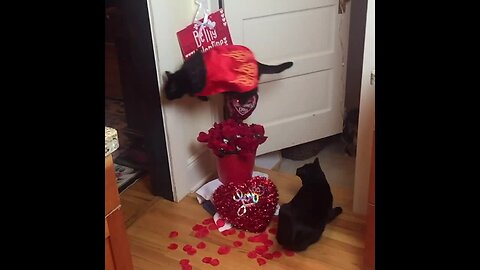 Cat Jumps Over Roses To Celebrate Valentine's Day