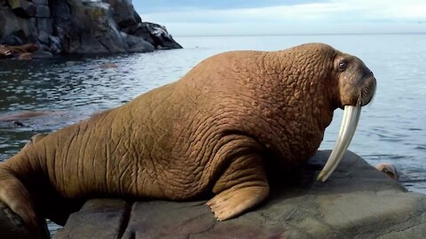 The sound of a walrus