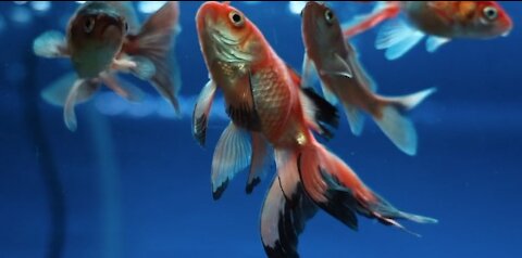 Fishes Swimming in an Aquarium