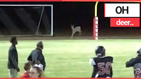 This is the hilarious moment sports fans went wild after a pitch invasion - by a DEER