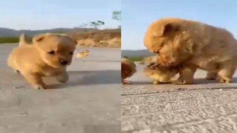 Little Cute Puppy Playing With Chicks