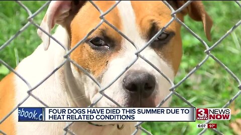 Dog Deaths Due to Heat