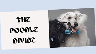 The HUGE Poodle Divide: Standard, Miniature and Toy Poodles