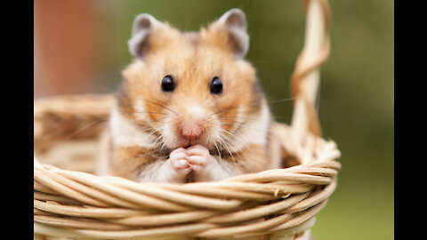 cute hamster fighting