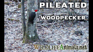 Pileated Woodpecker in Woods on Small Tree does Call Video