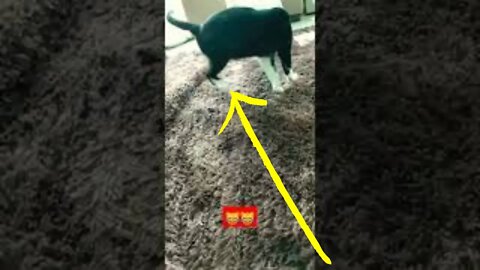 Gato Bartolomeu Tunico brincando com o tapete da sala 😹😹