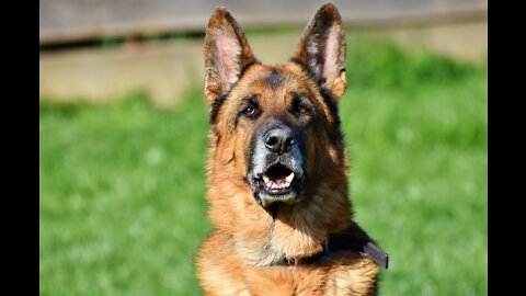 German Shepherd training with Aggression Issues