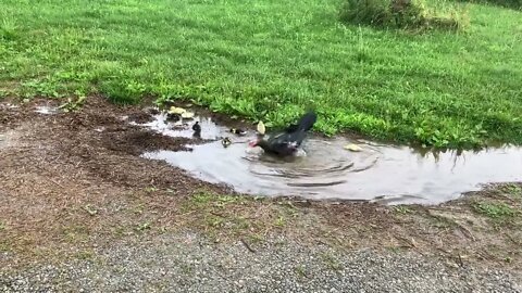 Muscovy Duckling Bath Time!