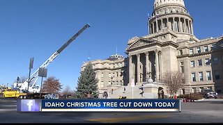 Boise tree becomes Idaho Capitol Christmas tree