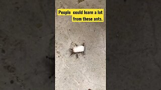 Ants Understand Teamwork