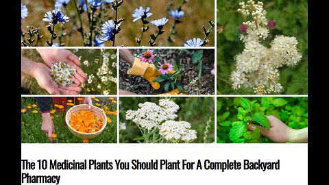 The 10 Medicinal Plants You Should Plant For A Complete Backyard Pharmacy