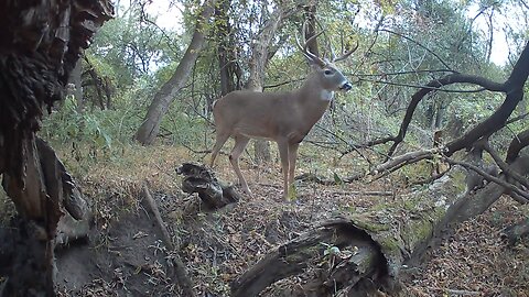 Trail Camera: Whitetail Buck