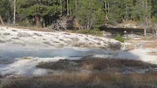 Grotto Geyser in Yellowstone