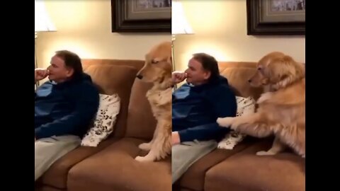 Golden Retriever Is Asking For Attention | Cute Dog Human Friendship