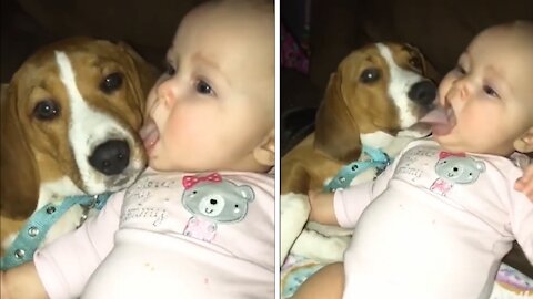 Cute Baby and Dog Lick each Other in the Mouth