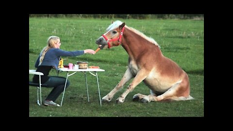 Horse Funny Video To Help You Relax - Try Not To Laugh