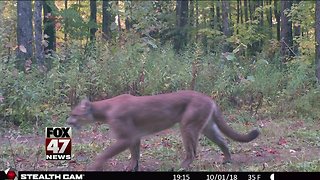 Confirmed cougar sighting in U.P.