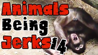 Animals Being Jerks #14
