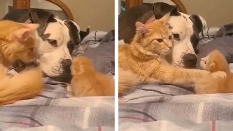 Mommy cat introduces new kitten to doggy friend