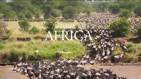 Animals of Africa funny video,
