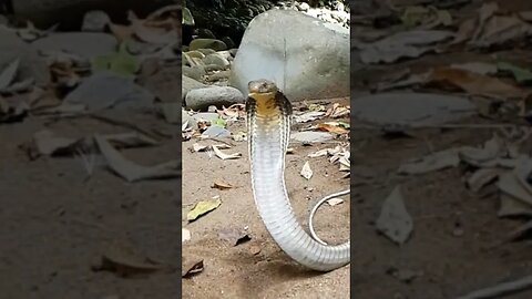 King Cobra Strikes! Rescue and Release #kingcobra #venomoussnakes