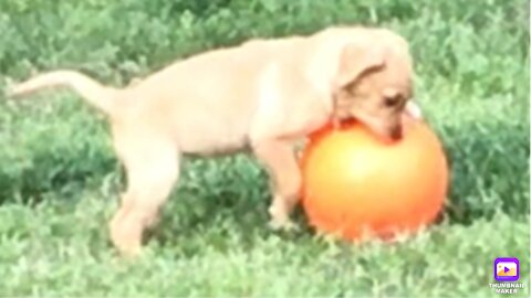 Cute puppy plays with monster ball