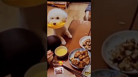 Cute puppy wants food #shorts #dogsofinstagram #viralvideo #funnydogvideos