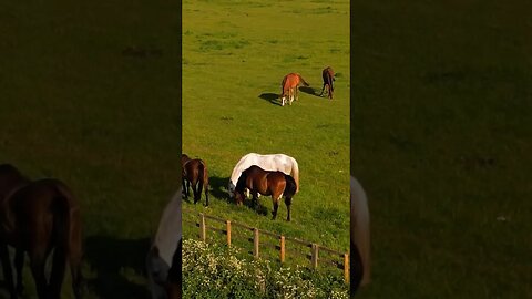 #cavalos #horse #nature #drone