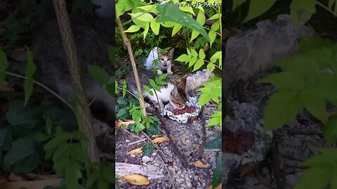 Hungry Stray Kitten Eats as Mama Cat Watches - Feeding Stray Cats