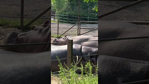 Sunbathing Hippos! ☀️ 🦛 🦛 #shorts #hippo #animal #calgary #zoo #enterthecronic