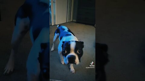 when your Boston Terrier discoverers his Avatar.