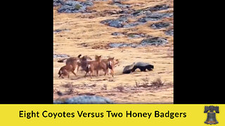 Eight Coyotes Versus Two Honey Badgers