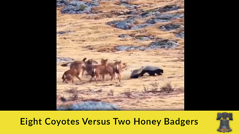 Eight Coyotes Versus Two Honey Badgers