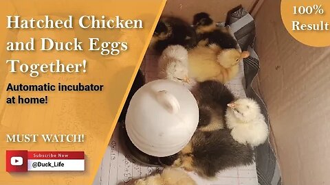 Make an Automatic Egg Incubator at Home || hatched Chicken Eggs - Harvesting Eggs to Chicks