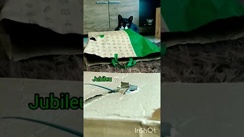 Gato Bartolomeu Tunico brincando com o Jubileu 🐈🐁