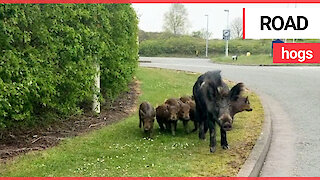 Adorable video of family of wild boars trotting along a road in Staffordshire