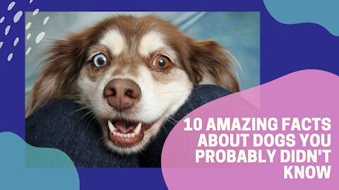 10 Amazing Facts About Dogs You Probably Didn't Know