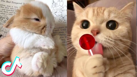 TikTok Pets that Will 100% Make You Day Better