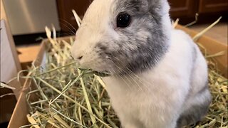 Bunny LOVES Oat Hay! Rabbit Eating Snack ASMR