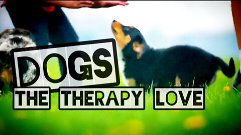 DOGS - therapy that makes you think about life