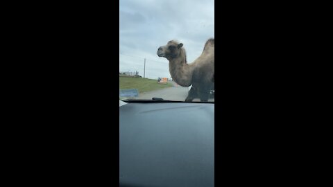 Another camel!