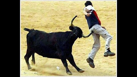 Best funny videos/bull fighting videos