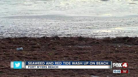 Seaweed, dead fish wash ashore south of Ft. Myers Beach