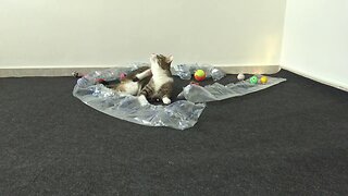 Cat Loves Playing with His Toys