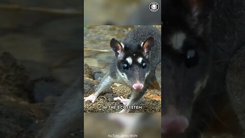 Water Opossum 🦘 Aquatic Marsupial You've Never Seen!