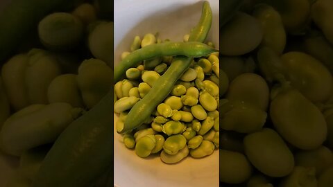Small Springtime Harvest #farmlife #beans #spuds #theanimals