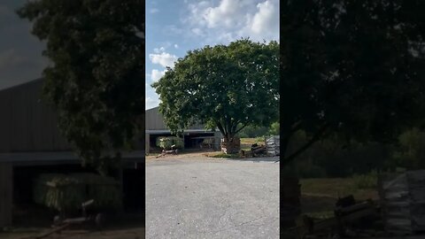 Beautiful Amish Farm in Lancaster county Pennsylvania: Tobacco harvesting