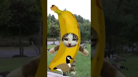 Banana Cat Gets Attacked By A Goose! 🐦