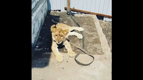 My pet lion