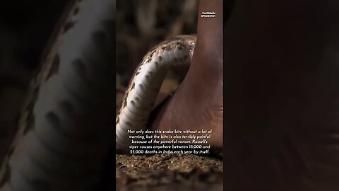 World's Fastest and Most Deadliest Snakes